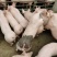 三元仔猪防疫严格放心选购保质保量全国发货来人挑猪送猪到家