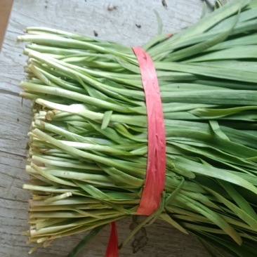 万亩基地韭菜大量供应饺子厂，食品厂欢迎各位老板一亩田联系