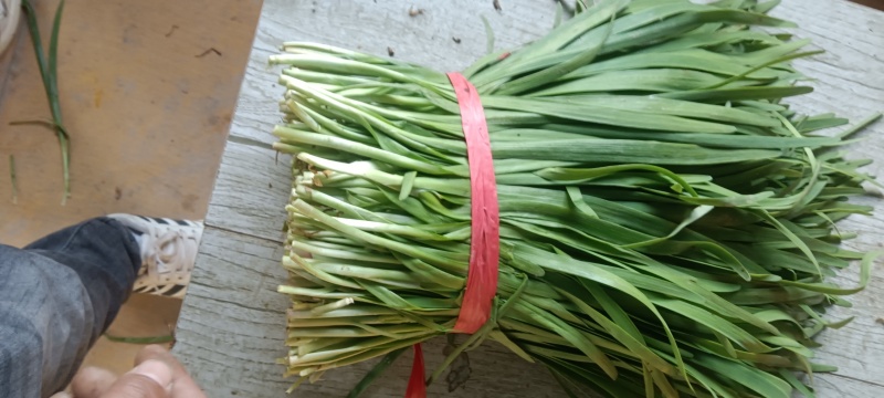 万亩基地韭菜大量供应饺子厂，食品厂欢迎各位老板一亩田联系