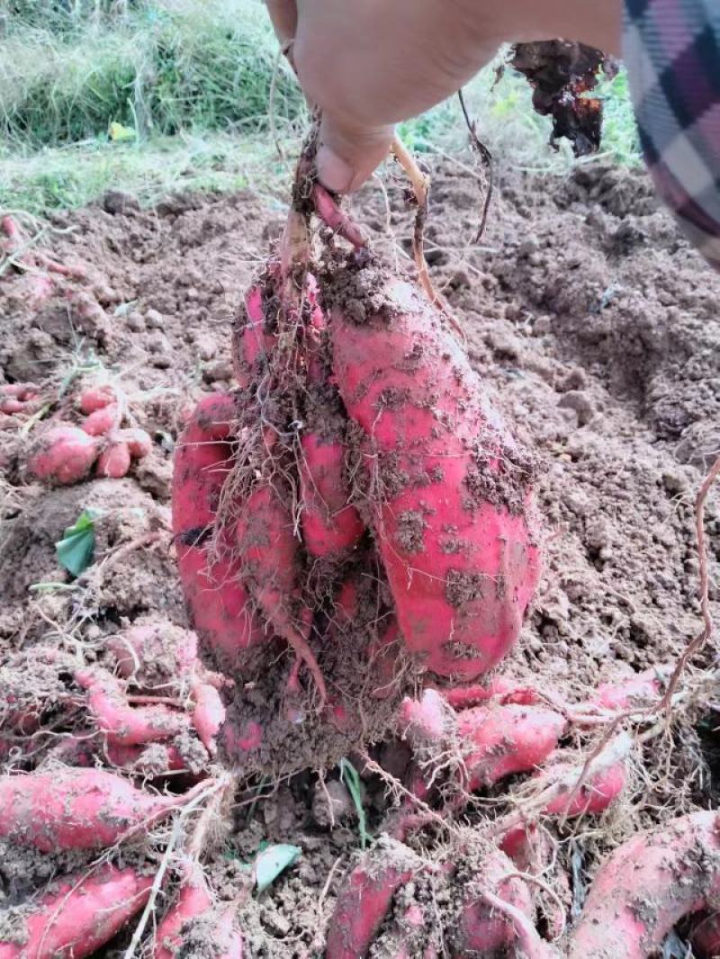 大量烟薯，红薯供应湖北利川产地直发保质保量，欢迎咨询