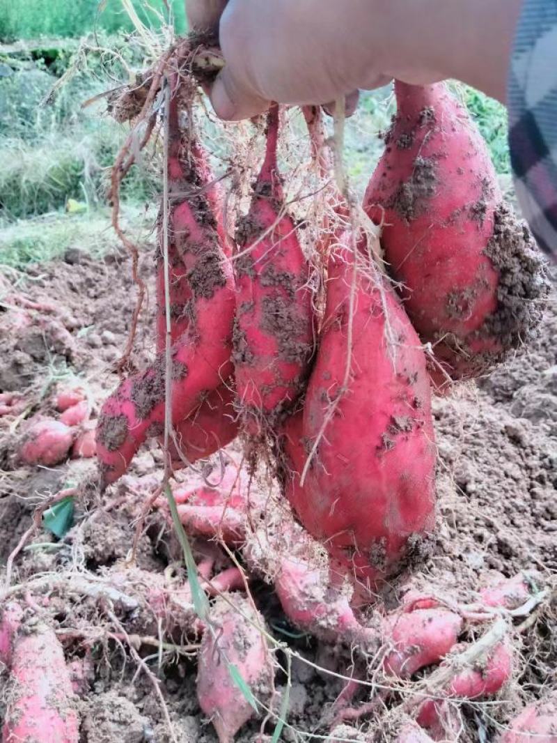 大量烟薯，红薯供应湖北利川产地直发保质保量，欢迎咨询