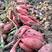 大量烟薯，红薯供应湖北利川产地直发保质保量，欢迎咨询