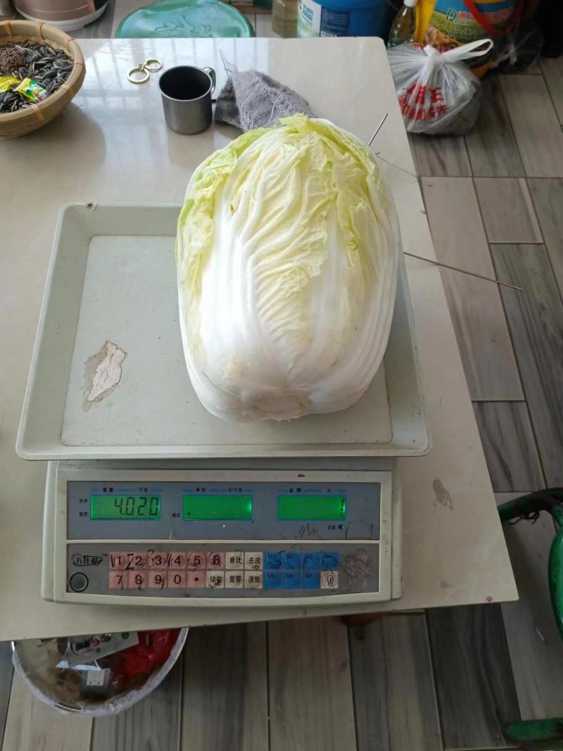 云南大白菜黄心大白菜东阳50大量上市需要联系