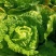 云南大白菜黄心大白菜东阳50大量上市需要联系