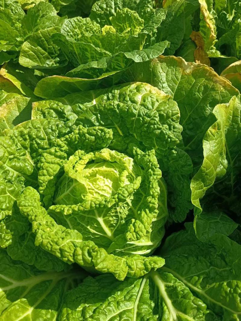云南大白菜黄心大白菜东阳50大量上市需要联系