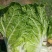 云南大白菜黄心大白菜东阳50大量上市需要联系