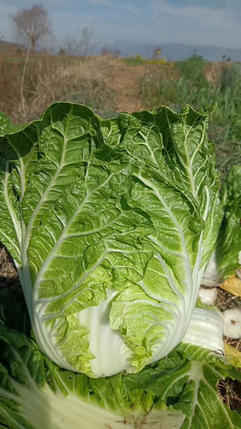 云南大白菜黄心大白菜东阳50大量上市需要联系