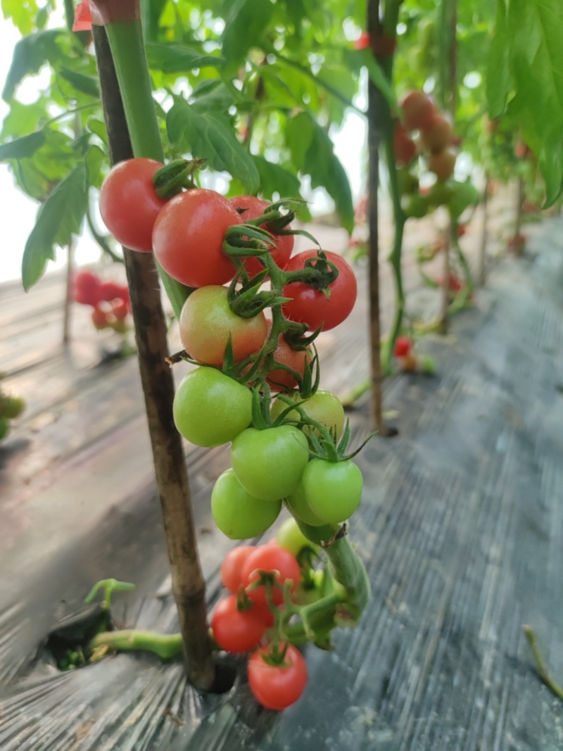 彩色小番茄圣女果青霞66黄色小番茄香芒
