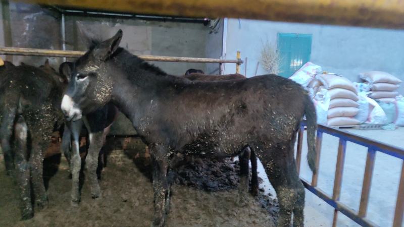 活驴肉驴