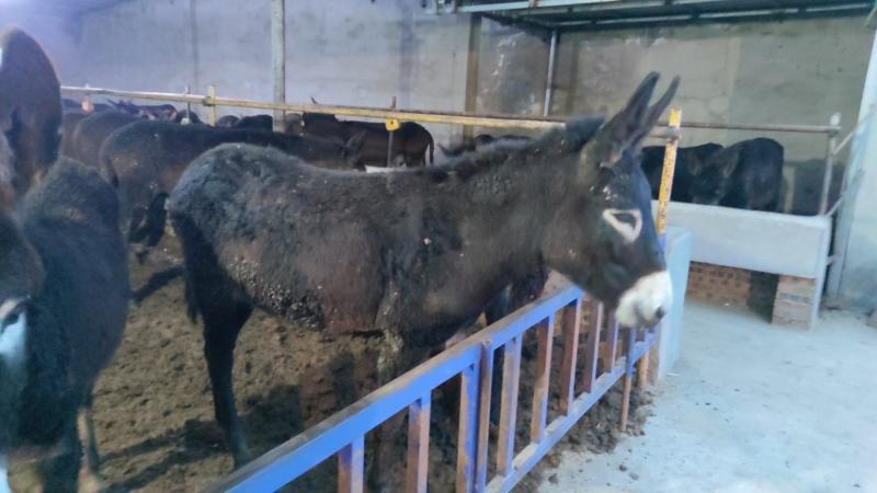 活驴肉驴