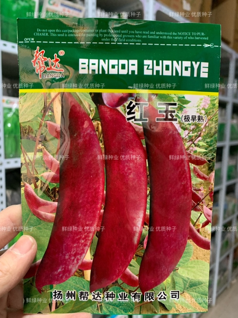 早熟耐高温红玉扁豆荚紫红色有光泽生长势强