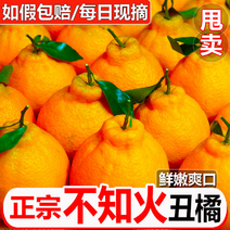【精选】正宗四川不知火丑橘口感多汁现摘现发大吨位供应