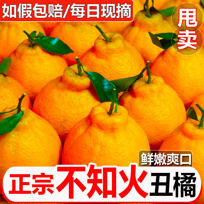 【精选】正宗四川不知火丑橘口感多汁现摘现发大吨位供应