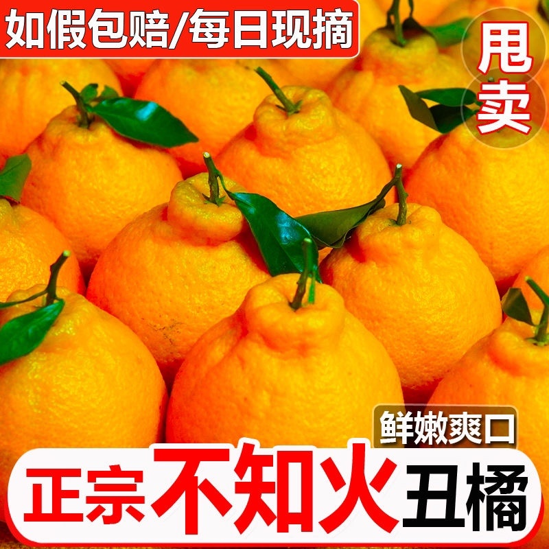 【精选】正宗四川不知火丑橘口感多汁现摘现发大吨位供应