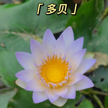 睡莲，巴拿马、鲁比等，带花包发货颜色多样，产地直销