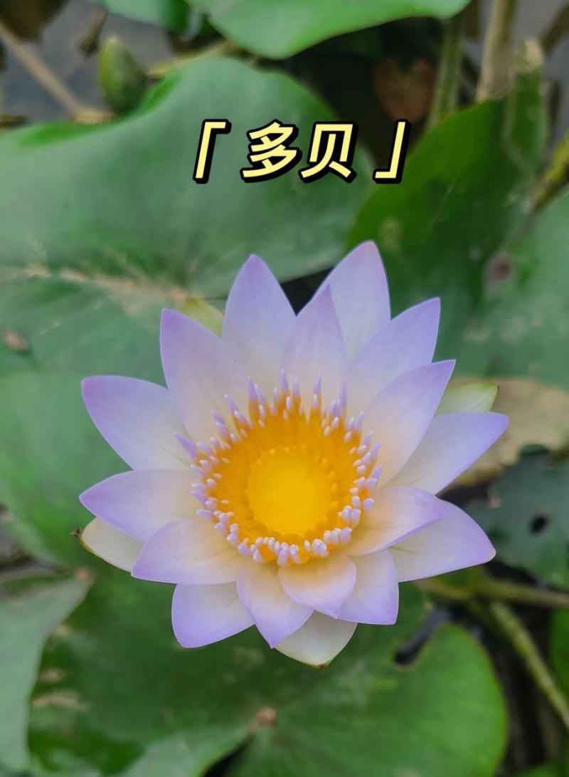 睡莲，巴拿马、鲁比等，带花包发货颜色多样，产地直销