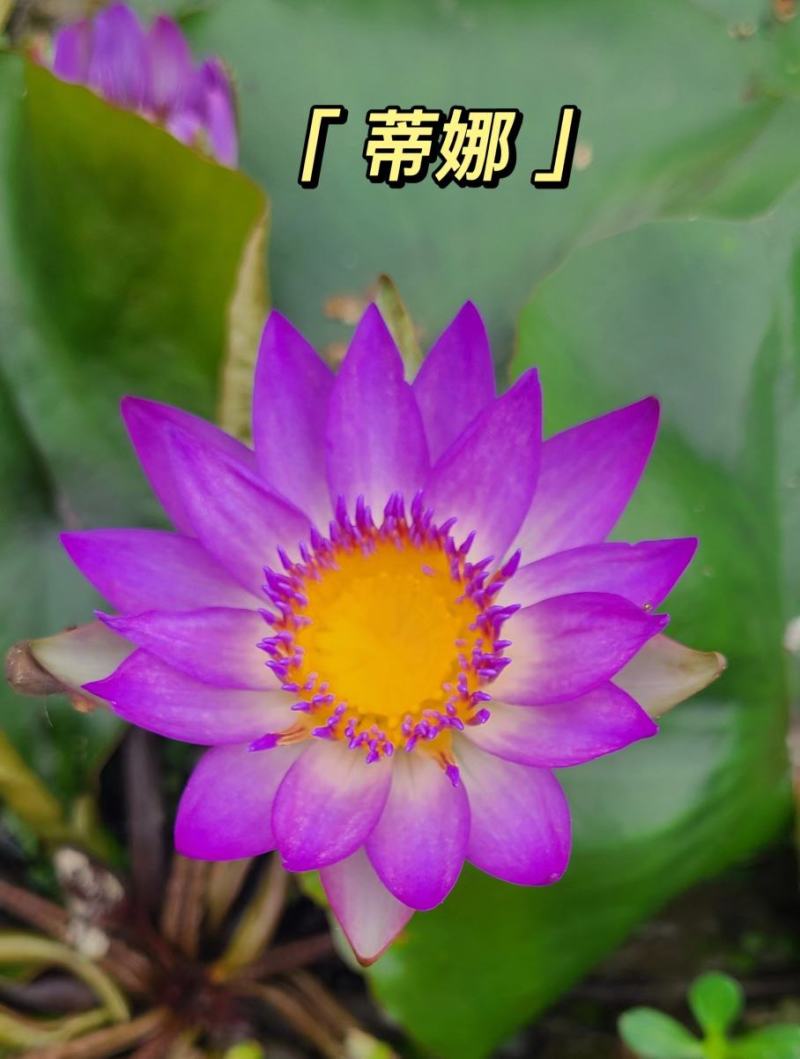 睡莲，巴拿马、鲁比等，带花包发货颜色多样，产地直销