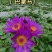 睡莲，巴拿马、鲁比等，带花包发货颜色多样，产地直销
