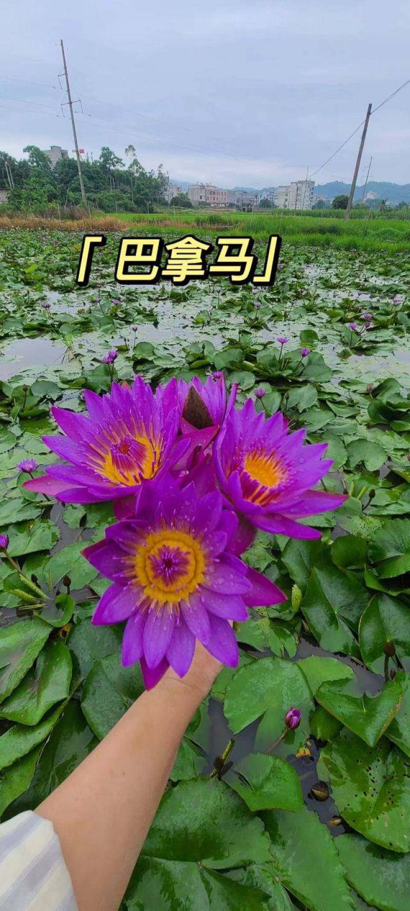 睡莲，巴拿马、鲁比等，带花包发货颜色多样，产地直销