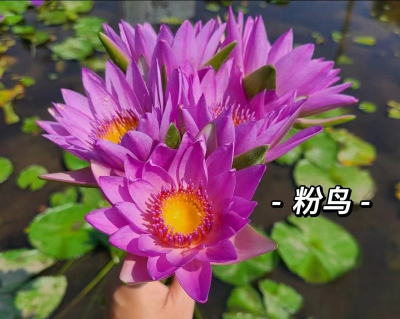 睡莲，巴拿马、鲁比等，带花包发货颜色多样，产地直销