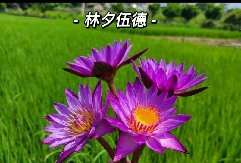 睡莲，巴拿马、鲁比等，带花包发货颜色多样，产地直销