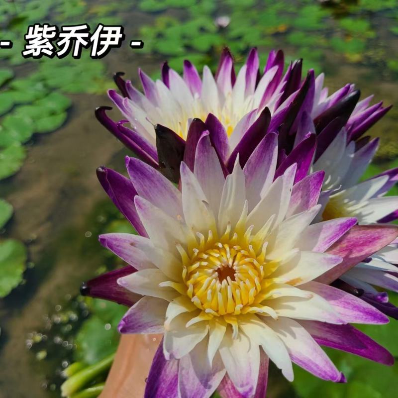 睡莲，巴拿马、鲁比等，带花包发货颜色多样，产地直销