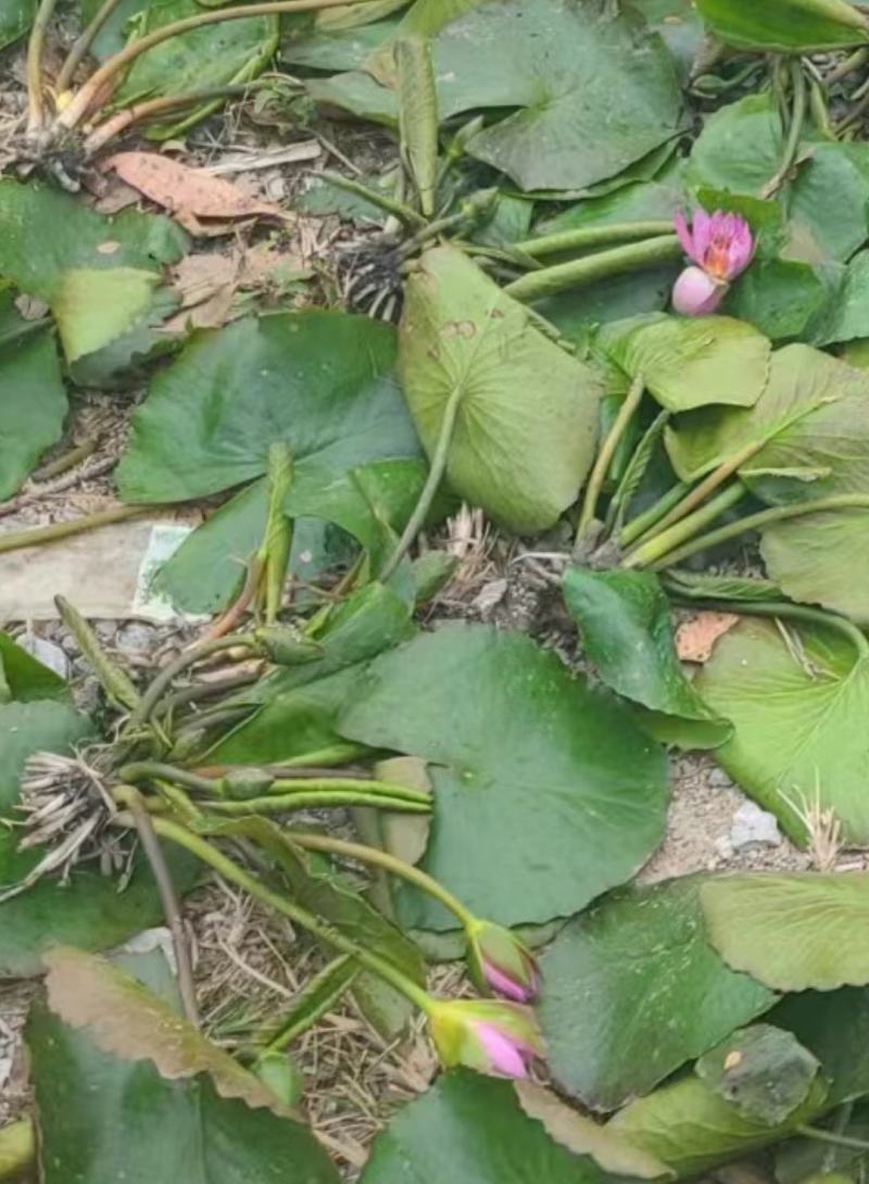 睡莲，巴拿马、鲁比等，带花包发货颜色多样，产地直销