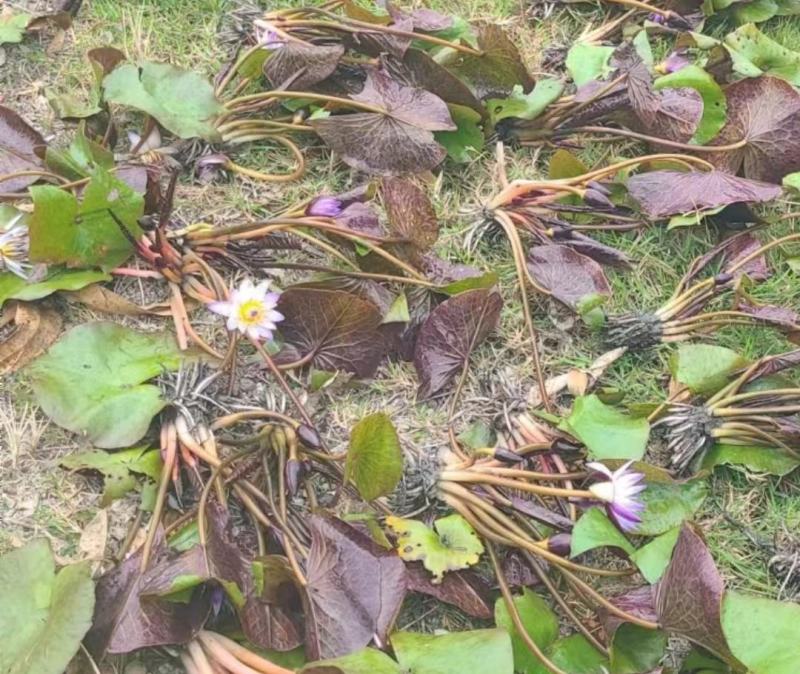 睡莲，巴拿马、鲁比等，带花包发货颜色多样，产地直销