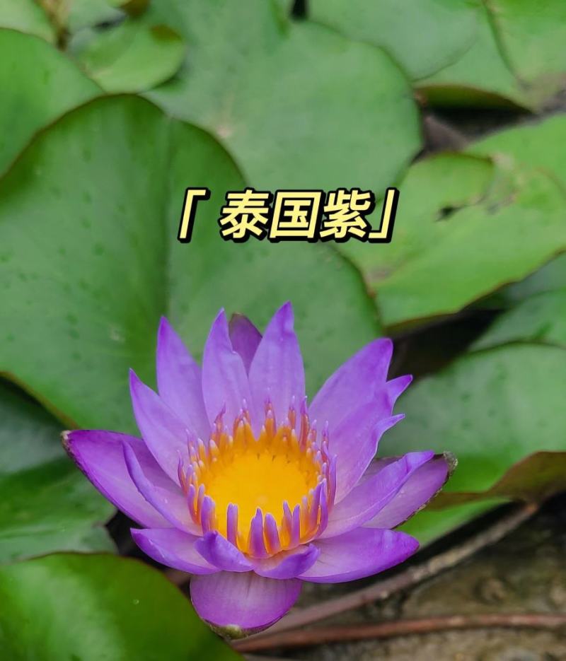 睡莲，巴拿马、鲁比等，带花包发货颜色多样，产地直销
