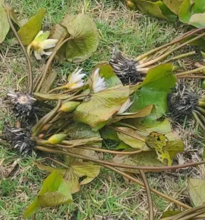 睡莲，巴拿马、鲁比等，带花包发货颜色多样，产地直销