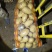 山东冷库黄心土豆荷兰十五土豆大量现货供应