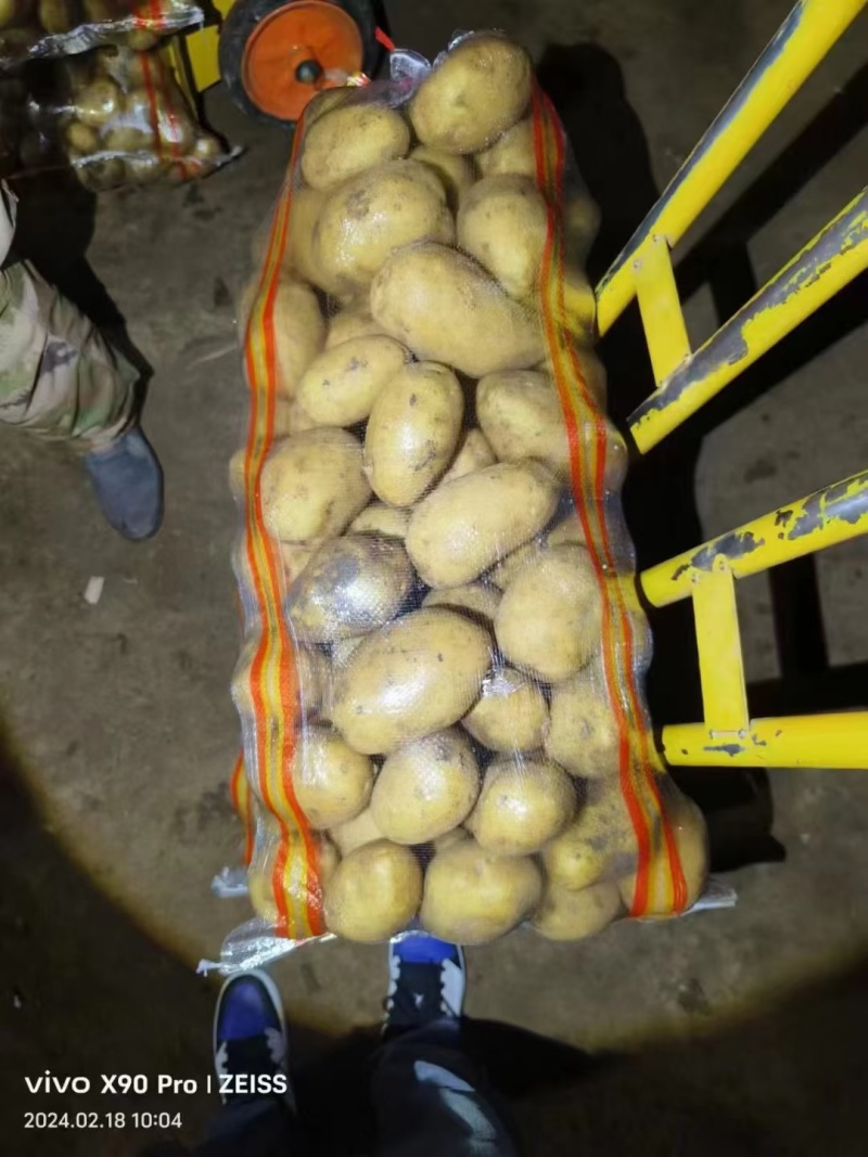 山东冷库黄心土豆荷兰十五土豆大量现货供应