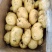 山东冷库黄心土豆荷兰十五土豆大量现货供应