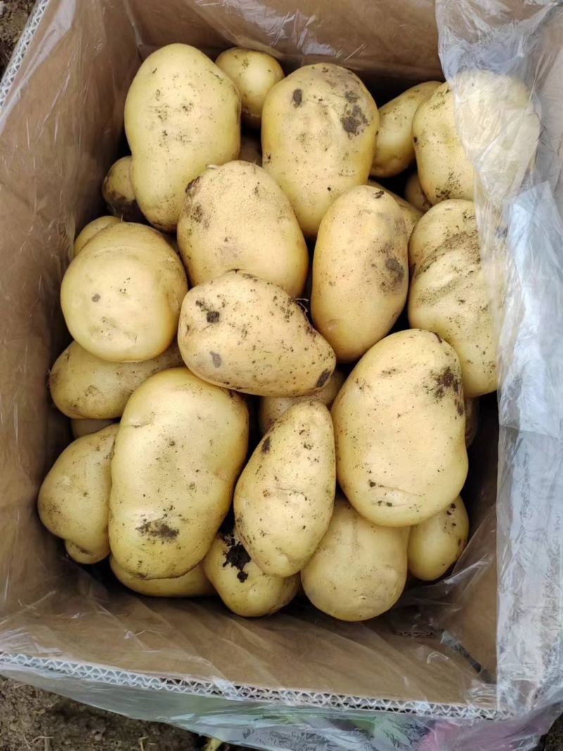 山东冷库黄心土豆荷兰十五土豆大量现货供应