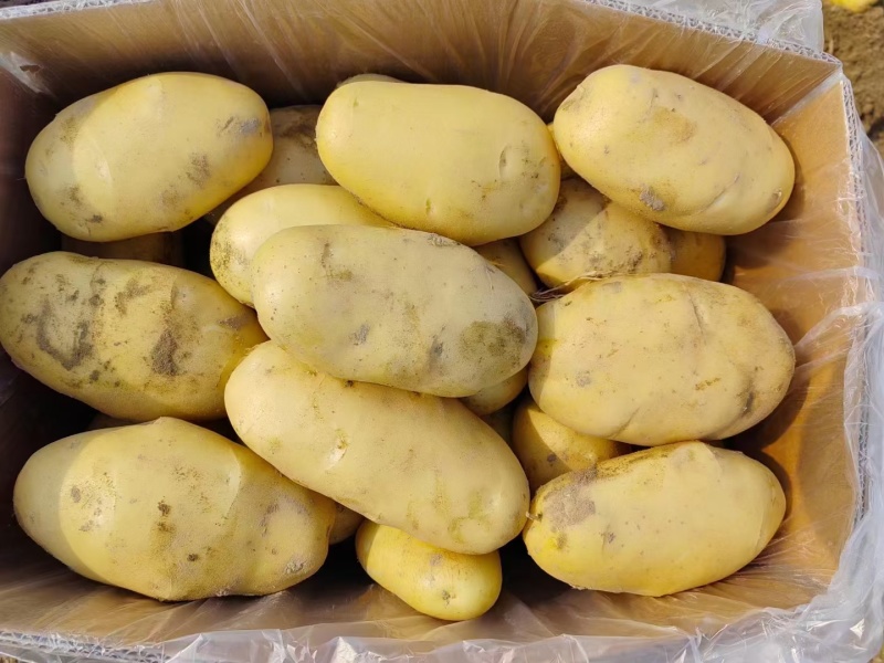 山东冷库黄心土豆荷兰十五土豆大量现货供应