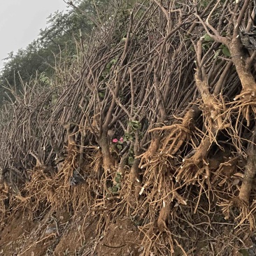 出售5-8公分水红三角梅地苗