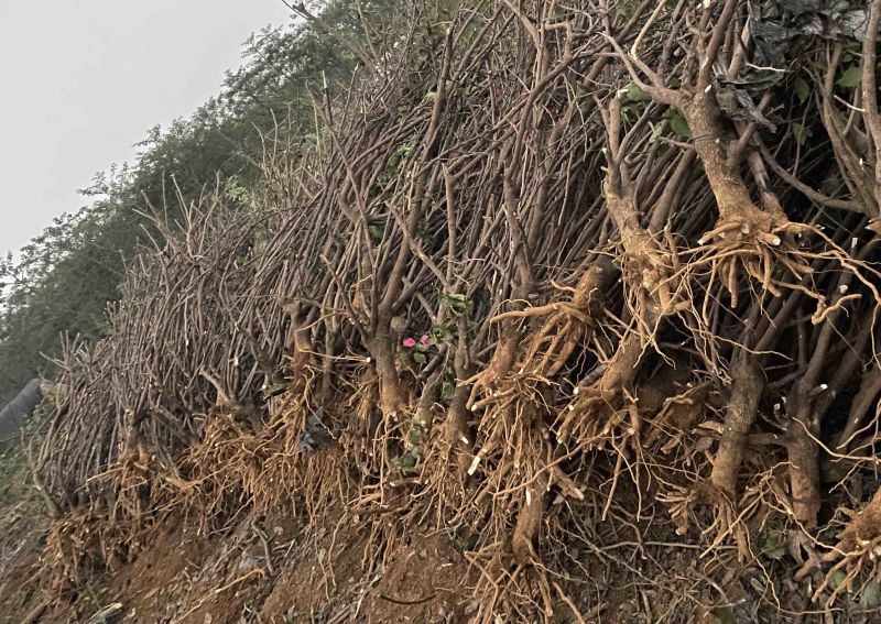 出售5-8公分水红三角梅地苗