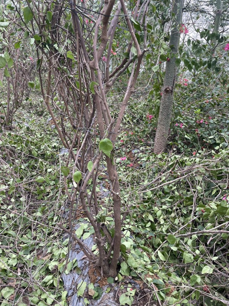 出售5-8公分水红三角梅地苗