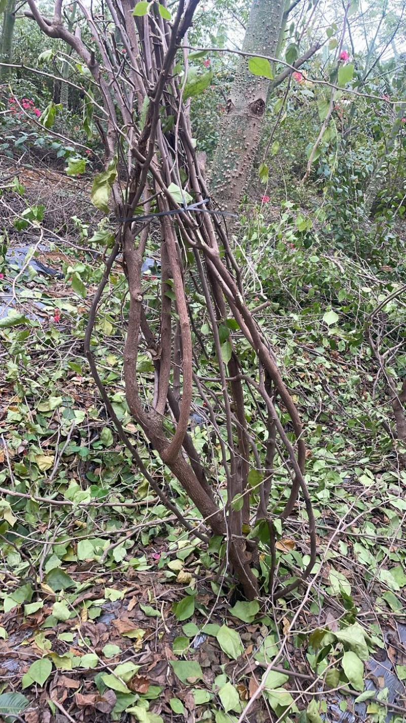 出售5-8公分水红三角梅地苗