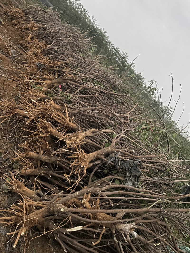 出售5-8公分水红三角梅地苗
