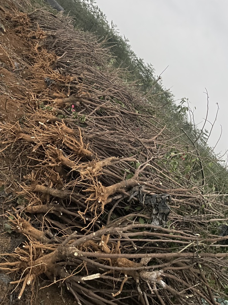 出售5-8公分水红三角梅地苗