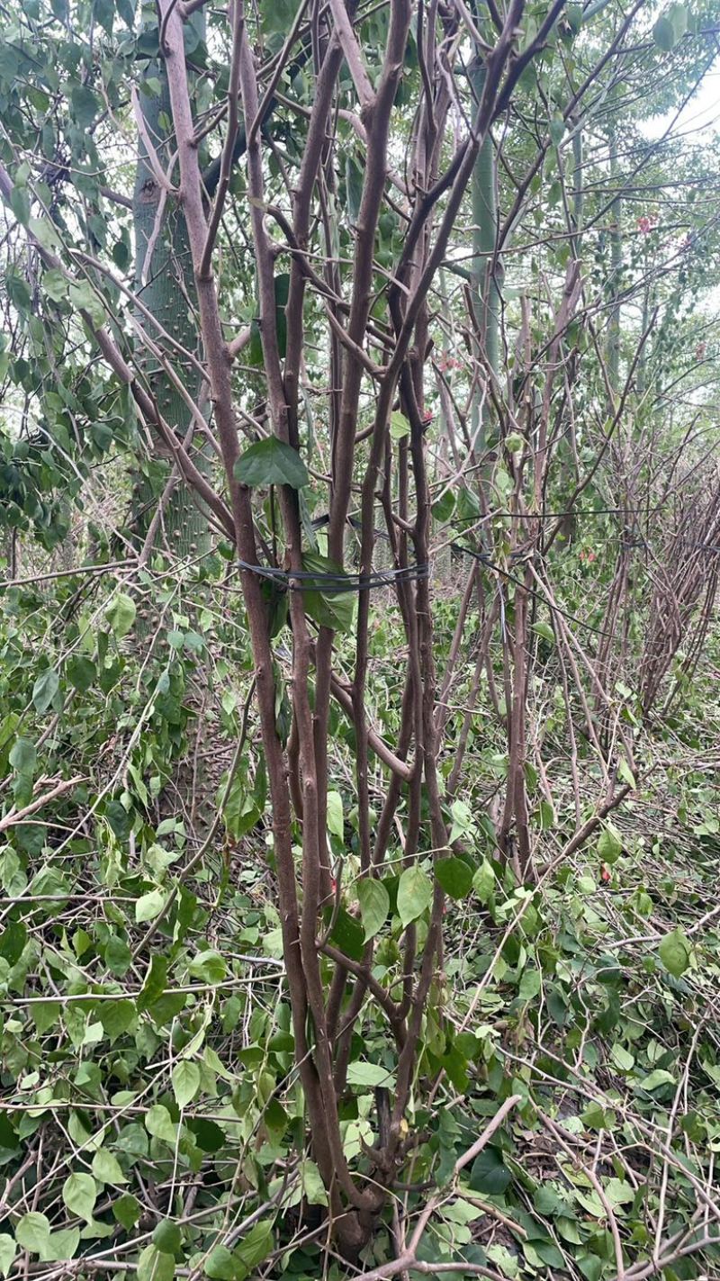 出售5-8公分水红三角梅地苗