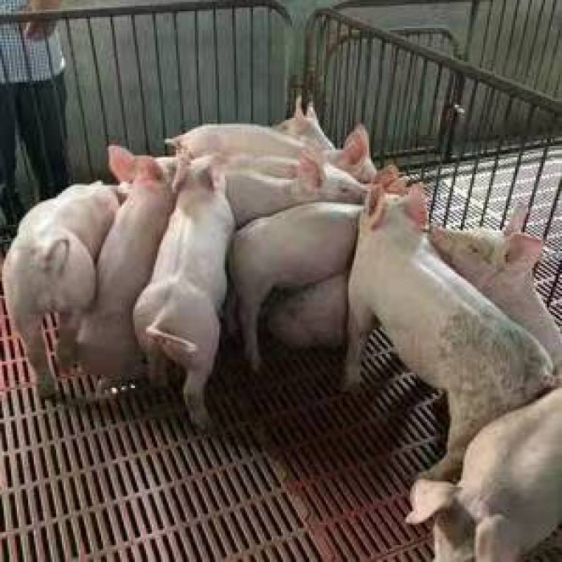山东仔猪三元仔猪货源充足，防疫严格，好饲养长势快