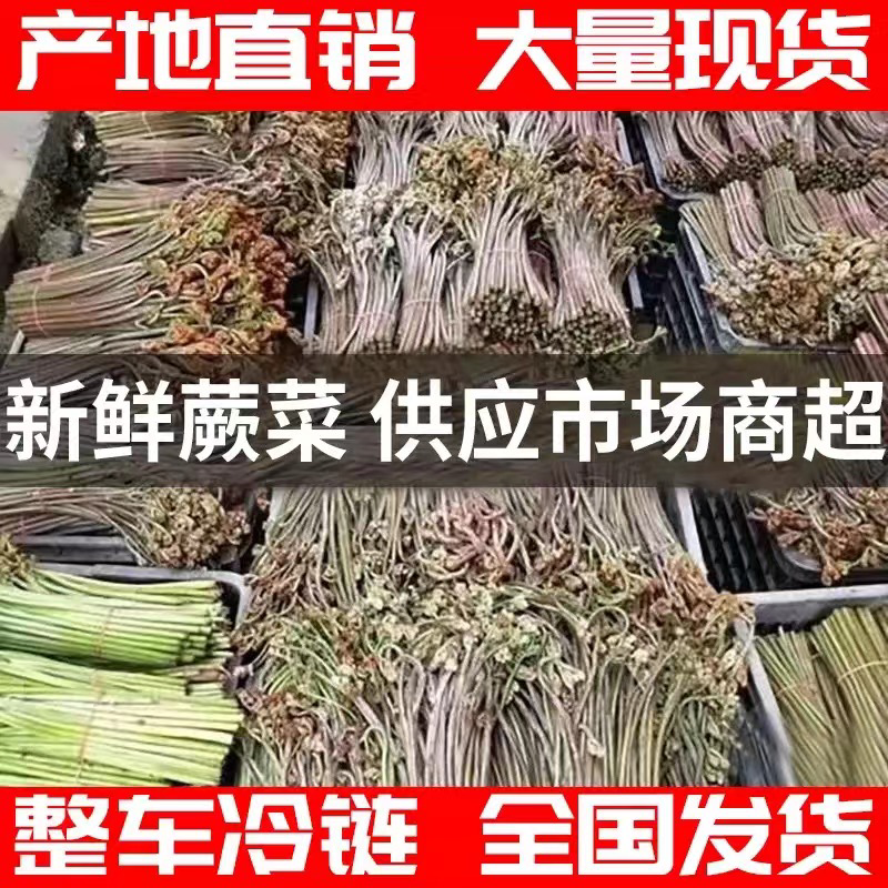 湖南新鲜蕨菜每天大量现货供应