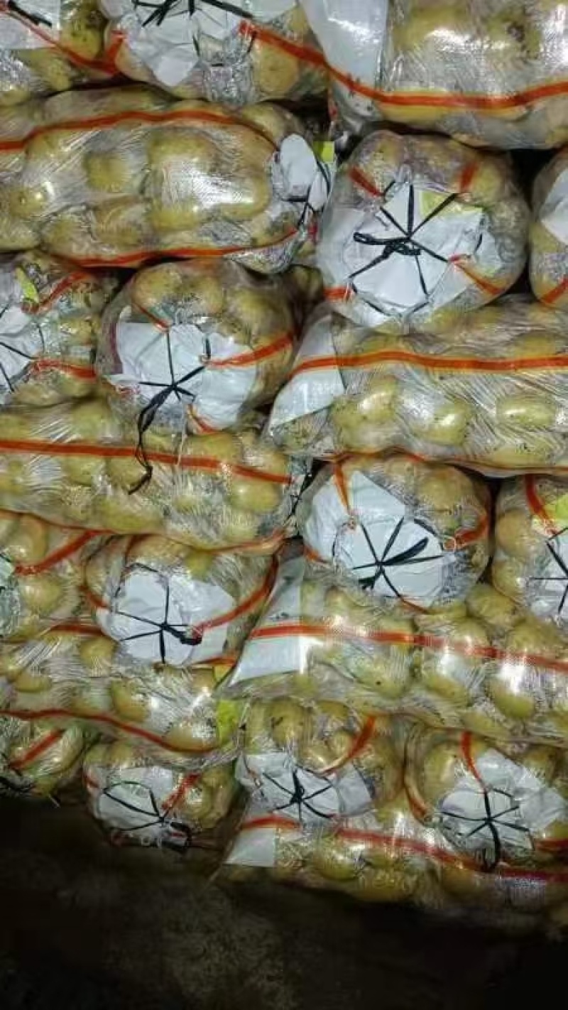 山东冷库土豆荷兰十五土豆大量现货出库，全国发货