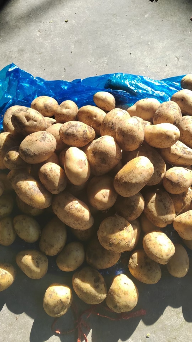 山东冷库土豆荷兰十五土豆大量现货出库，全国发货