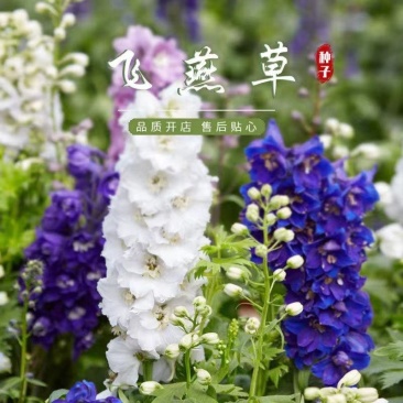 大花飞燕草种子，四季开花多年生花苗盆栽宿根耐寒阳台庭院花