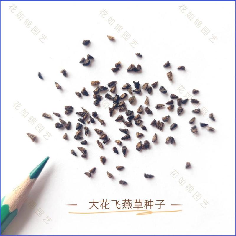 大花飞燕草种子，四季开花多年生花苗盆栽宿根耐寒阳台庭院花