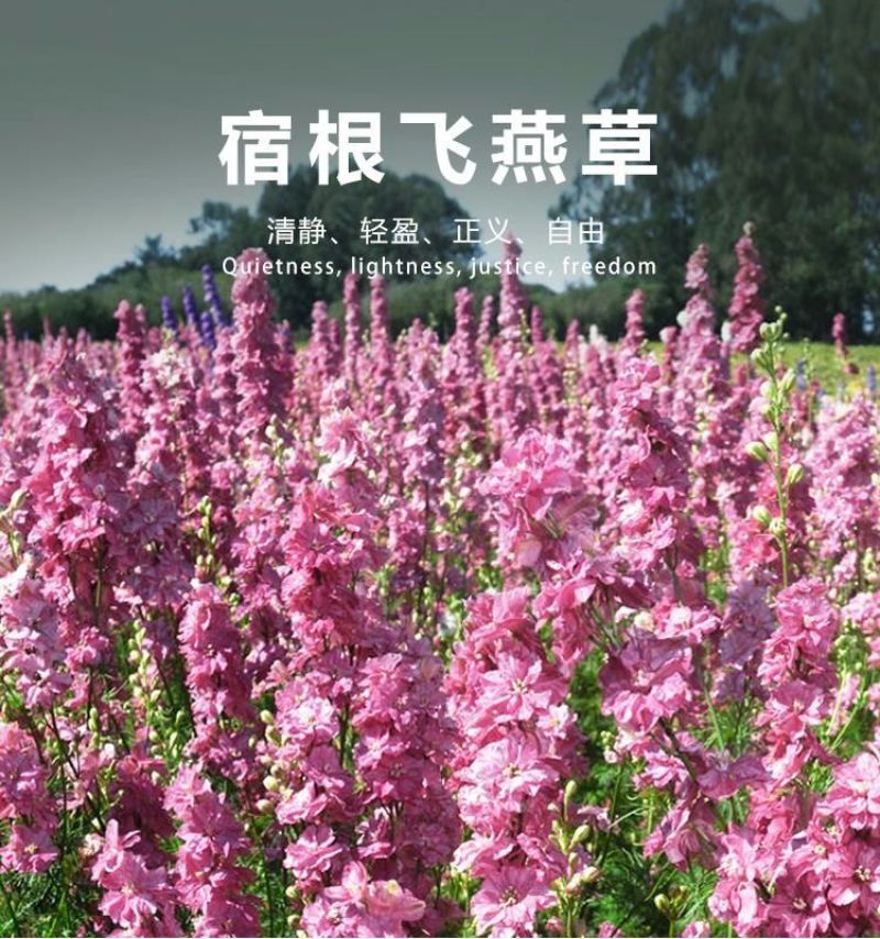 大花飞燕草种子，四季开花多年生花苗盆栽宿根耐寒阳台庭院花