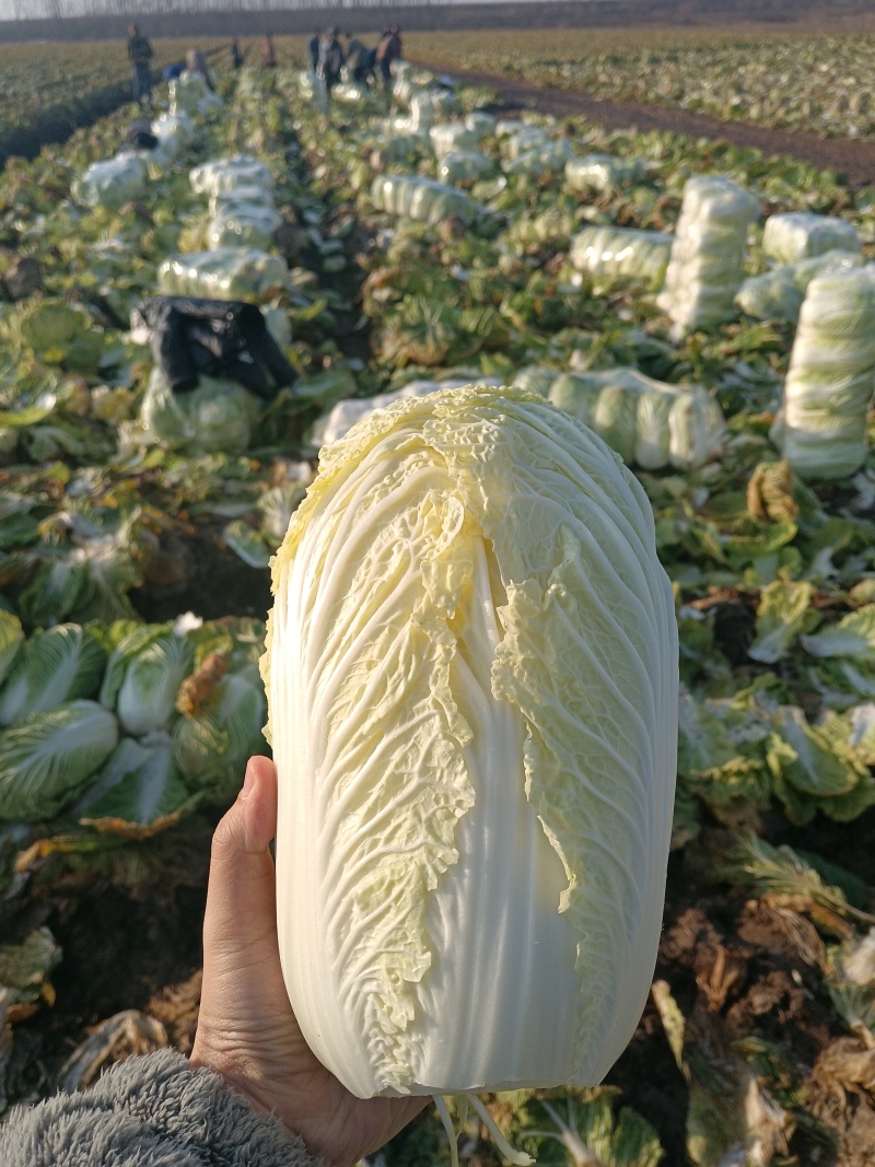 精品黄心大白菜，质量好，价格便宜，大量有货